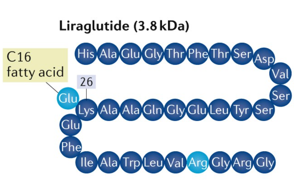 Liraglutid: En GLP-1-receptoragonist, der øger stofskiftet